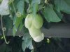 tomato2_204.jpg