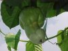 tomato_256.jpg