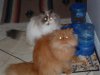 dscf0033_122.jpg