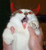 kittah_scary_947.jpg