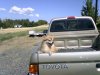 foxy_922.jpg