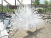 whitepeacock_139.jpg