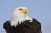 bald_eagle_head_MG0501.jpg