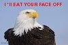 bald_eagle_head_MG0501.jpg