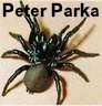 Peter Parka.jpg