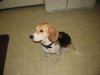 Doggie.JPG