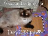 devilcat.jpg