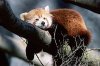 red_panda_1.jpg