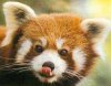 red-pandas-01.jpg
