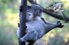Koala_11.pdf - Adobe Reader.JPG Koala_11.pdf - Adobe Reader.JPG