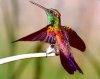 copper rumped hummingbird.jpg
