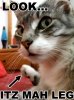 lolcatsdotcomees1dgy2py79oogf.jpg