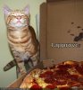 funny-pictures-cat-approves.jpg