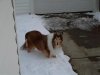 snowy.jpg