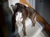 Coco_house___Christmas_034.jpg
