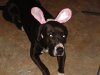 Shadow Bunny.jpg