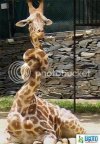 giraffe-in-a-knot-75a.jpg