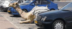 image00110.gif