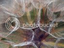 seedhead0061_edited-1.jpg
