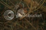 squirrel0025.jpg