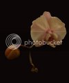 orchid0039copy.jpg