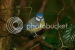 bluetit0056copy.jpg