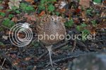 pheasant0059copy.jpg