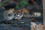 chaffinch0058copy.jpg