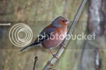 chaffinch0081copy.jpg