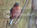 chaffinch0083copy.jpg