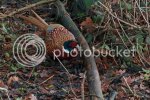 pheasant0087copy.jpg