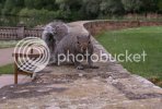 squirrel150079copy.jpg