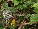 dragonfly30105copy.jpg