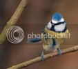 bluetit0155copy.jpg