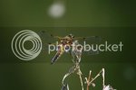 dragonfly30144.jpg