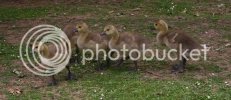 goslings50129copy.jpg