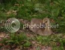 goslings60132copy.jpg