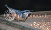 nuthatch0211copy.jpg