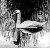 swan0051copy_edited-1.jpg