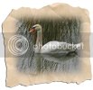 swan0051copycopy.jpg