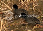 coots0431copy.jpg