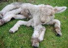 crazyasslamb.jpg