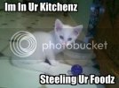 lolcat2653890.jpg