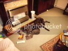 2dogs004.jpg