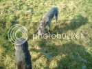 dogs009.jpg