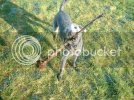 dogs010.jpg