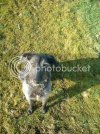 dogs011.jpg