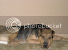 Tyson1.jpg