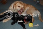 dogpics023.jpg