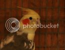cockies0315.jpg